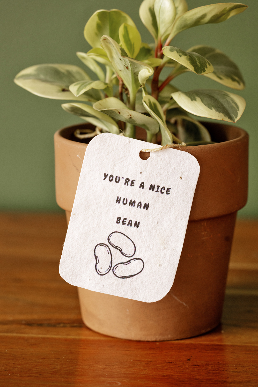 your a nice human bean - tag